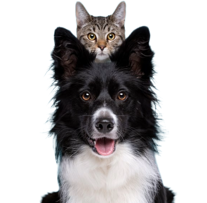 Zoomy Community — dog and cat
